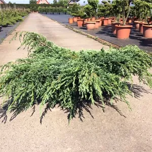 Juniperus squamata 'Blue Carpet' Juniperus squamata 'Blue Carpet'