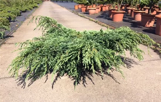 Juniperus squamata 'Blue Carpet'