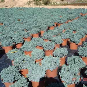 Juniperus squamata 'Blue Star' Juniperus squamata 'Blue Star'