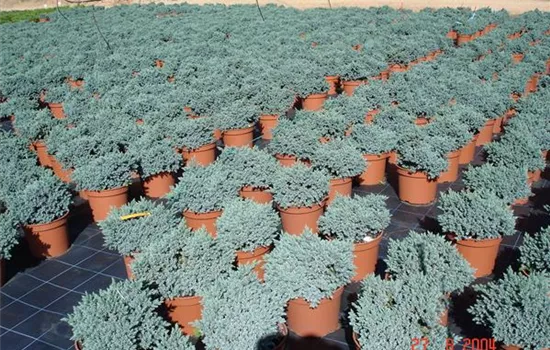 Juniperus squamata 'Blue Star' Juniperus squamata 'Blue Star'