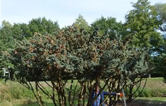 Juniperus squamata 'Meyeri'