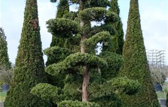 Juniperus virginiana 'Canaertii' Juniperus virginiana 'Canaertii'