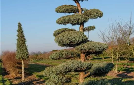 Juniperus virginiana 'Glauca'