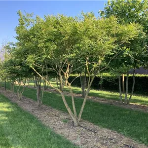 Koelreuteria paniculata Koelreuteria paniculata
