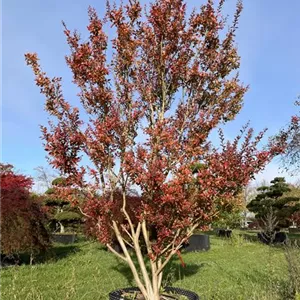 Lagerstroemia indica Lagerstroemia indica