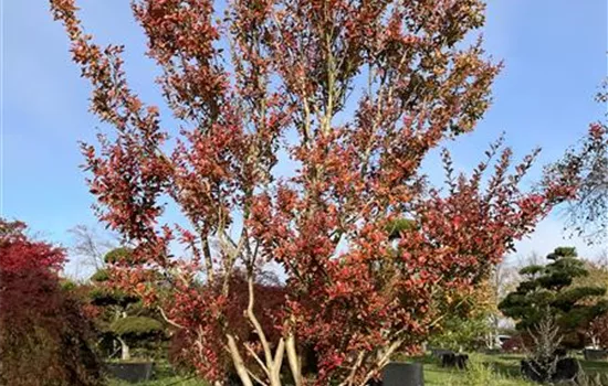 Lagerstroemia indica