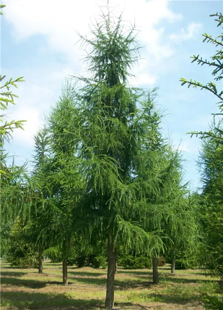 Larix decidua