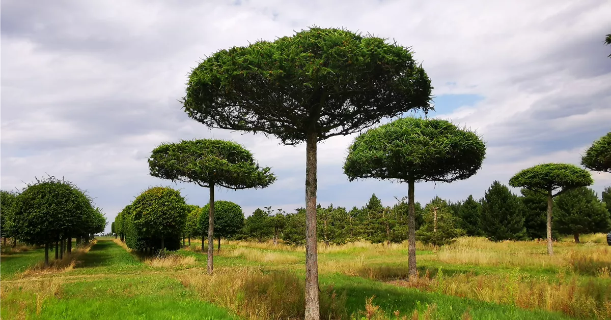 Larix kaempferi