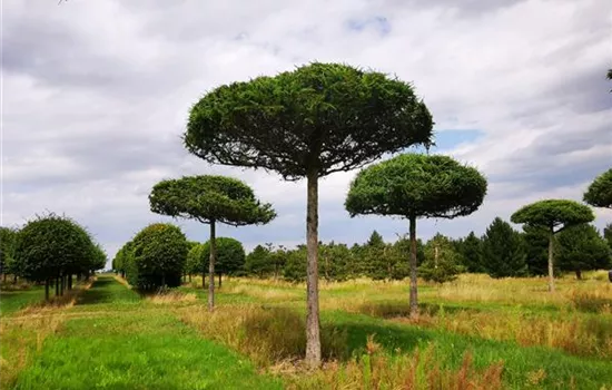 Larix kaempferi Larix kaempferi