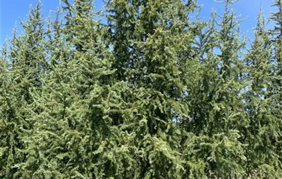 Larix kaempferi 'Diana' Larix kaempferi 'Diana'