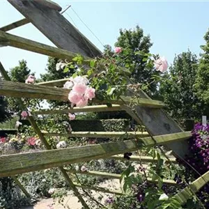 Garden design - Rose garden