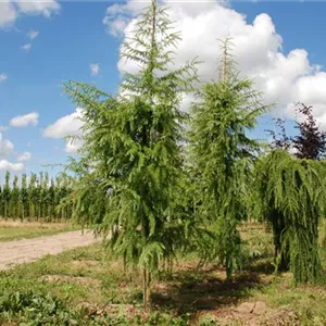 Larix kaempferi 'Pendula' Larix kaempferi 'Pendula'