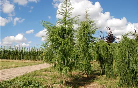Larix kaempferi 'Pendula'