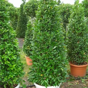 Laurus nobilis Laurus nobilis