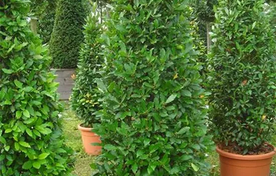 Laurus nobilis Laurus nobilis