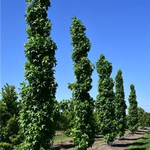 Liquidambar styraciflua 'Slender Silhouette'
