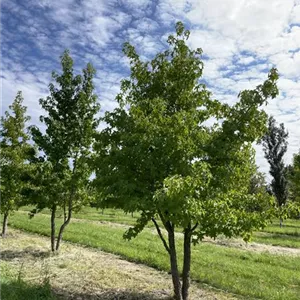 Liquidambar styraciflua Liquidambar styraciflua