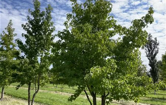 Liquidambar styraciflua