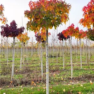 Liquidambar styraciflua 'Gumball'