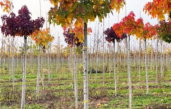 Liquidambar styraciflua 'Gum Ball' Liquidambar styraciflua 'Gum Ball'
