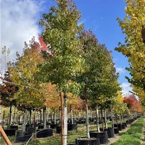 Liquidambar styraciflua 'Worplesdon' Liquidambar styraciflua 'Worplesdon'