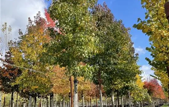 Liquidambar styraciflua 'Worplesdon'