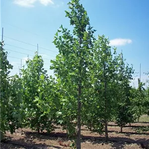 Liriodendron tulipifera Liriodendron tulipifera
