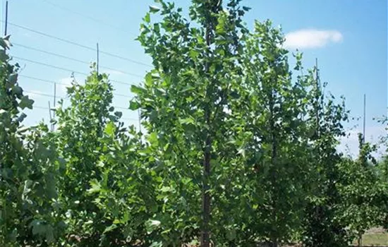 Liriodendron tulipifera