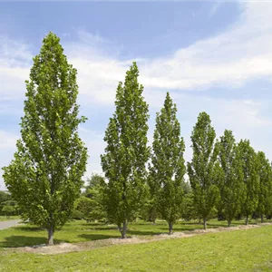 Liriodendron tulipifera 'Fastigiatum'
