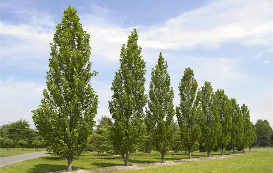 Liriodendron tulipifera 'Fastigiatum'