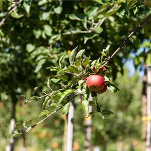 Malus domestica 'Ingrid Marie'