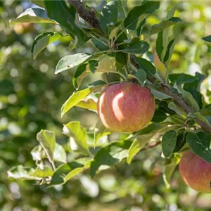 Malus domestica 'Cox Orange'