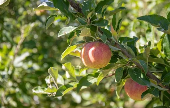 Malus domestica 'Cox Orange'