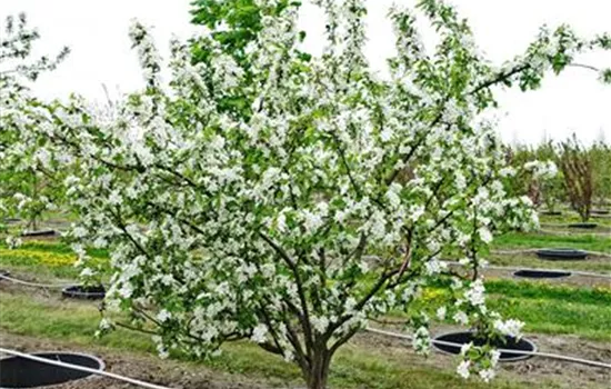 Malus 'Beverly' Malus 'Beverly'