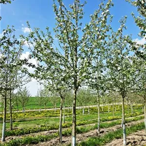 Malus domestica 'Boskoop'