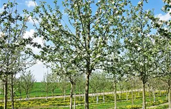 Malus domestica 'Boskoop'