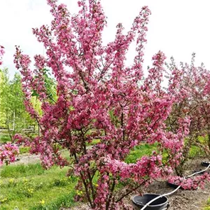 Malus 'Coccinella'® Malus 'Coccinella'®