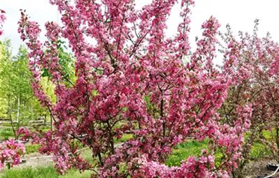 Malus 'Coccinella'®