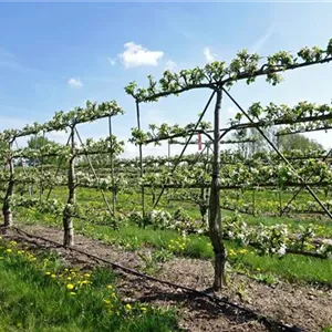 Malus domestica 'Geheimrat Dr.Oldenburg'