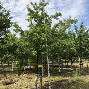 Malus domestica 'Freiherr von Berlepsch'