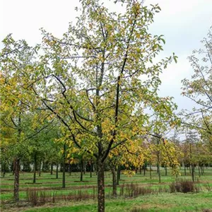 Malus domestica 'Gravensteiner'