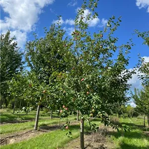Malus domestica 'Jakob Fischer'