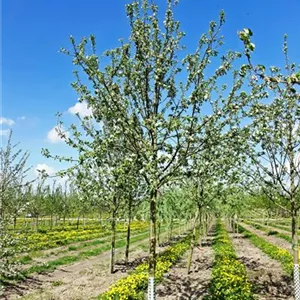 Malus domestica 'James Grieve'