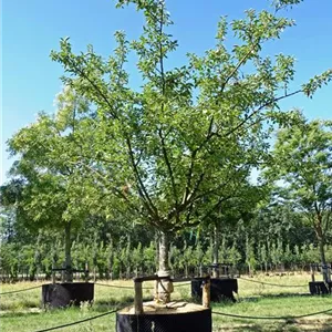 Malus domestica 'Kaiser Wilhelm'