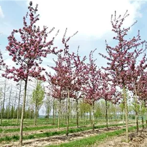 Malus 'Makamik'