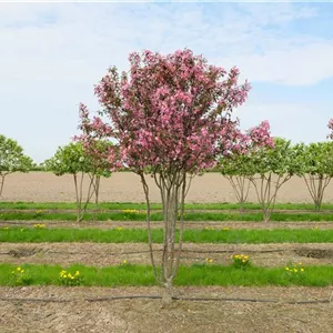 Malus 'Mokum' Malus 'Mokum'