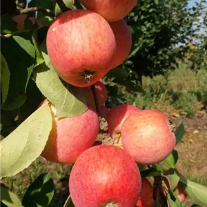 Malus domestica 'Piros'®