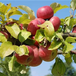 Malus domestica 'Prinz Albrecht von Preußen'