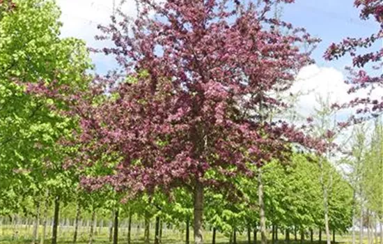 Malus x moerlandsii 'Profusion'