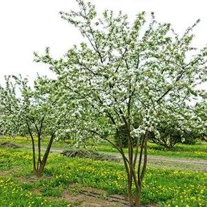 Malus x moerlandsii 'Red Sentinel' Malus x moerlandsii 'Red Sentinel'